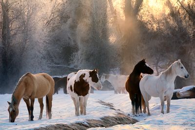 Backlit Horses