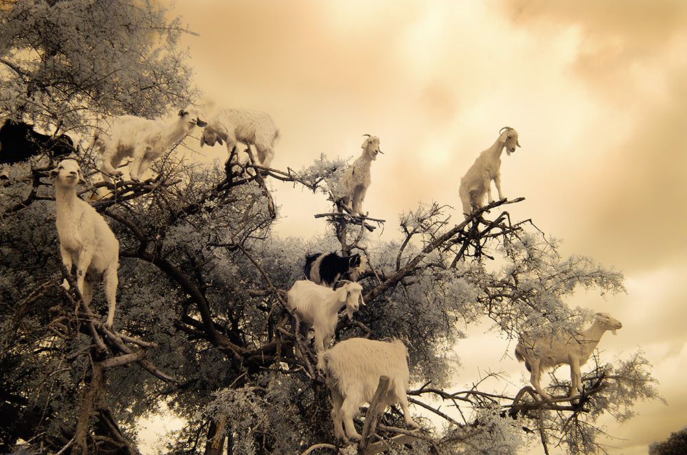 Goats in the Argan tree