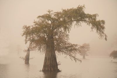 MysteryTree