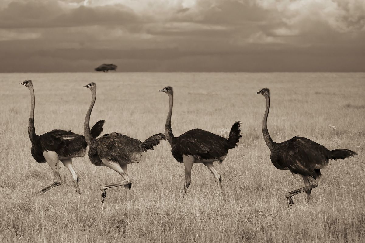 Ostrich Walk