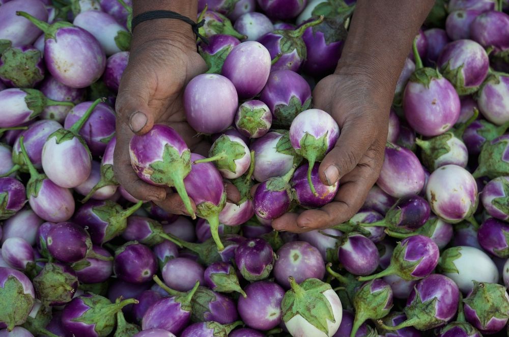 Eggplant photo