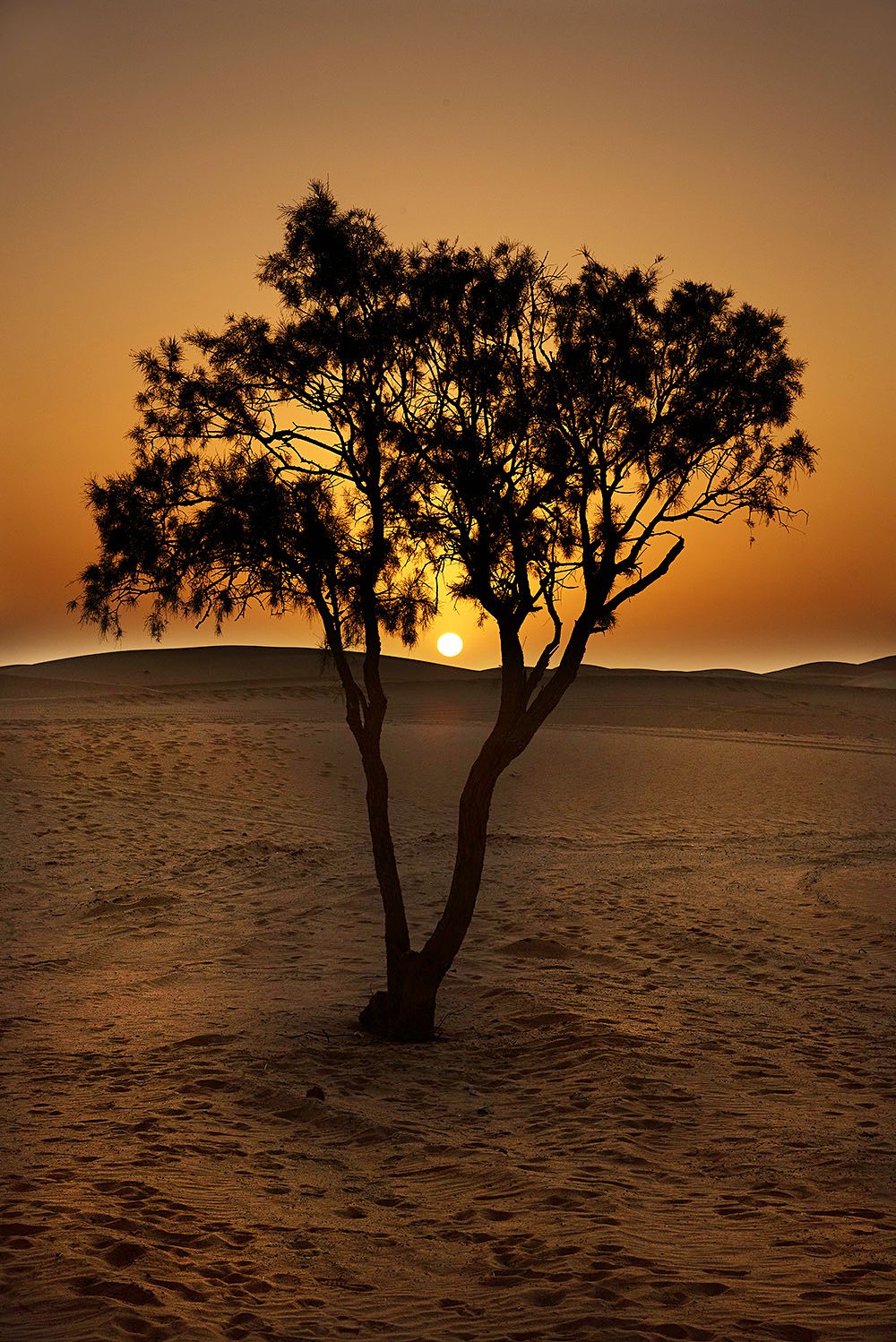 Sahara tree
