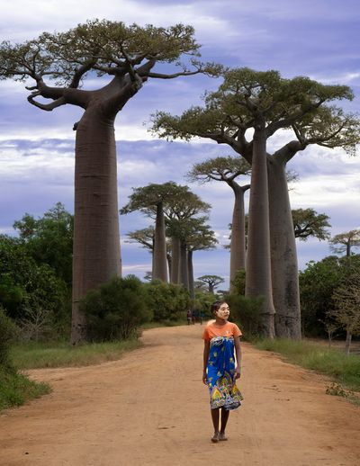 Walk through the Baobabs