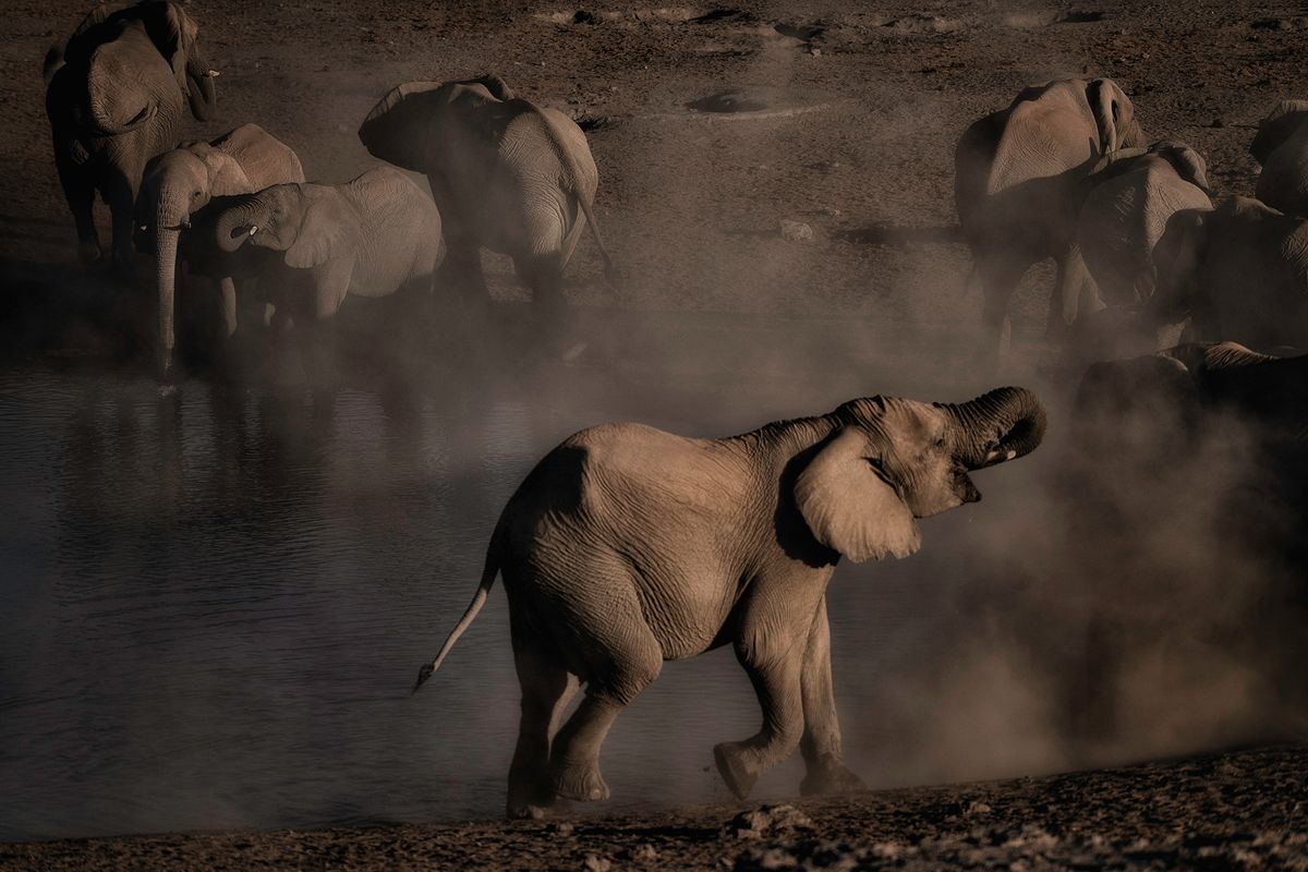 Elephants Watering Hole