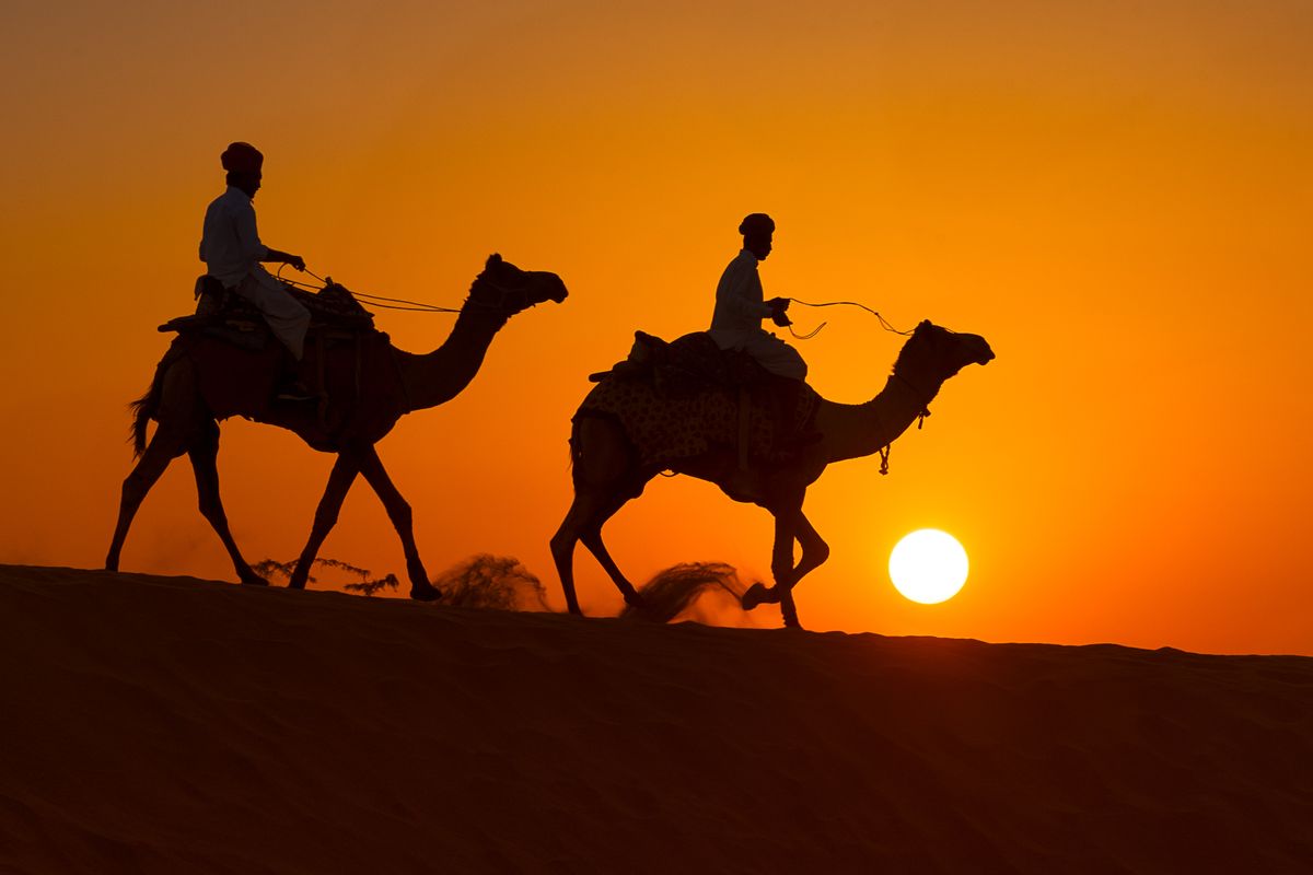 Sunset Camels