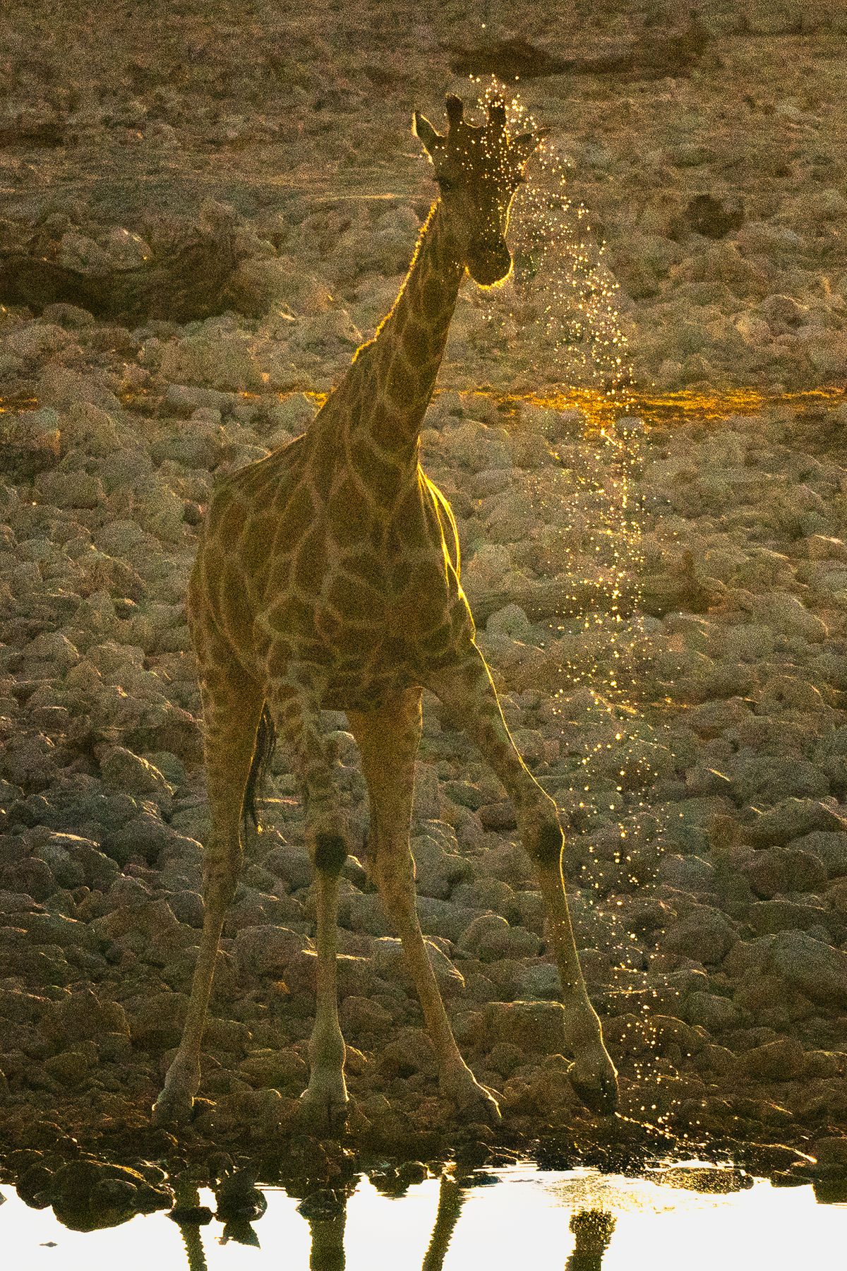 Giraffe Getting Wet