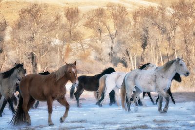 Running Horses