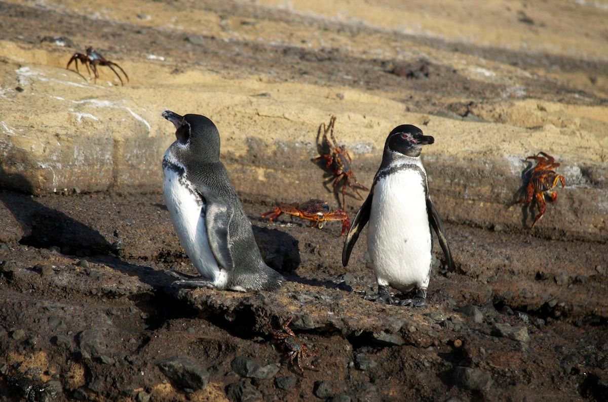 penguin images