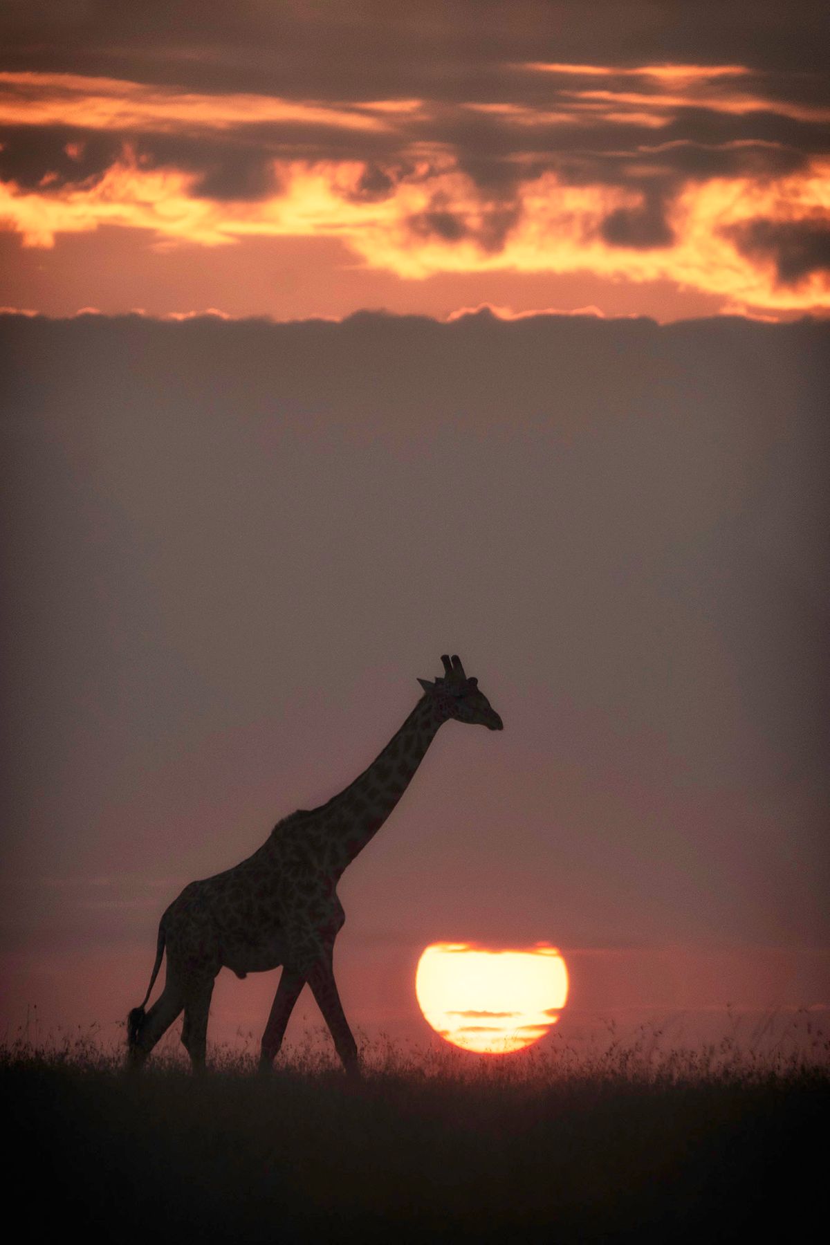 Sunrise in the Mara