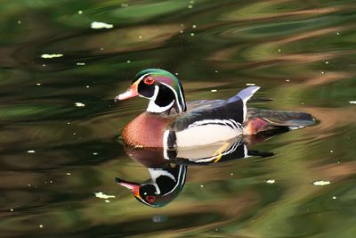 Wood Duck