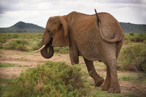 Elelephant strut