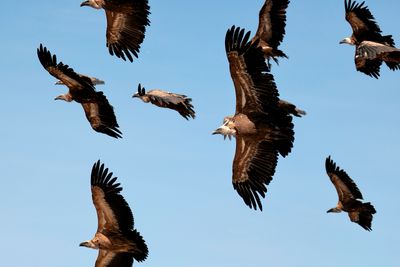 Vultureflight