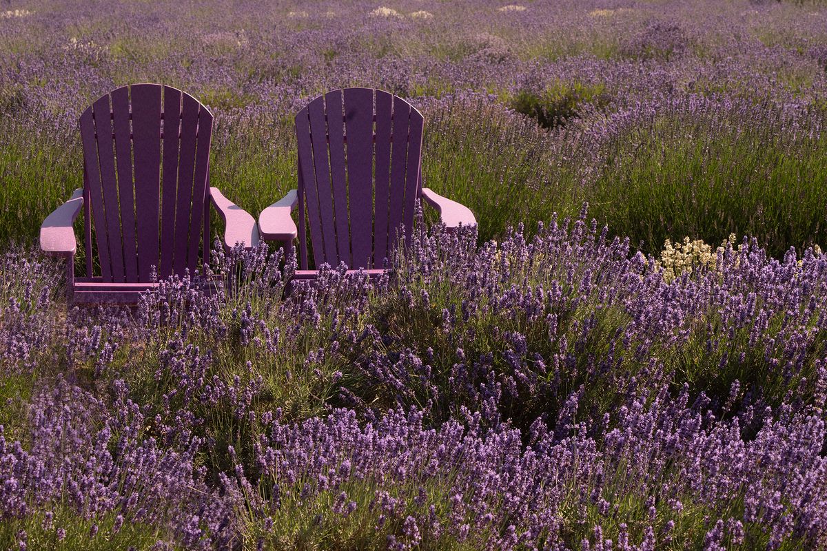 Lavender Chairs