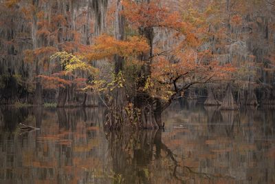 Caddo Fantasy