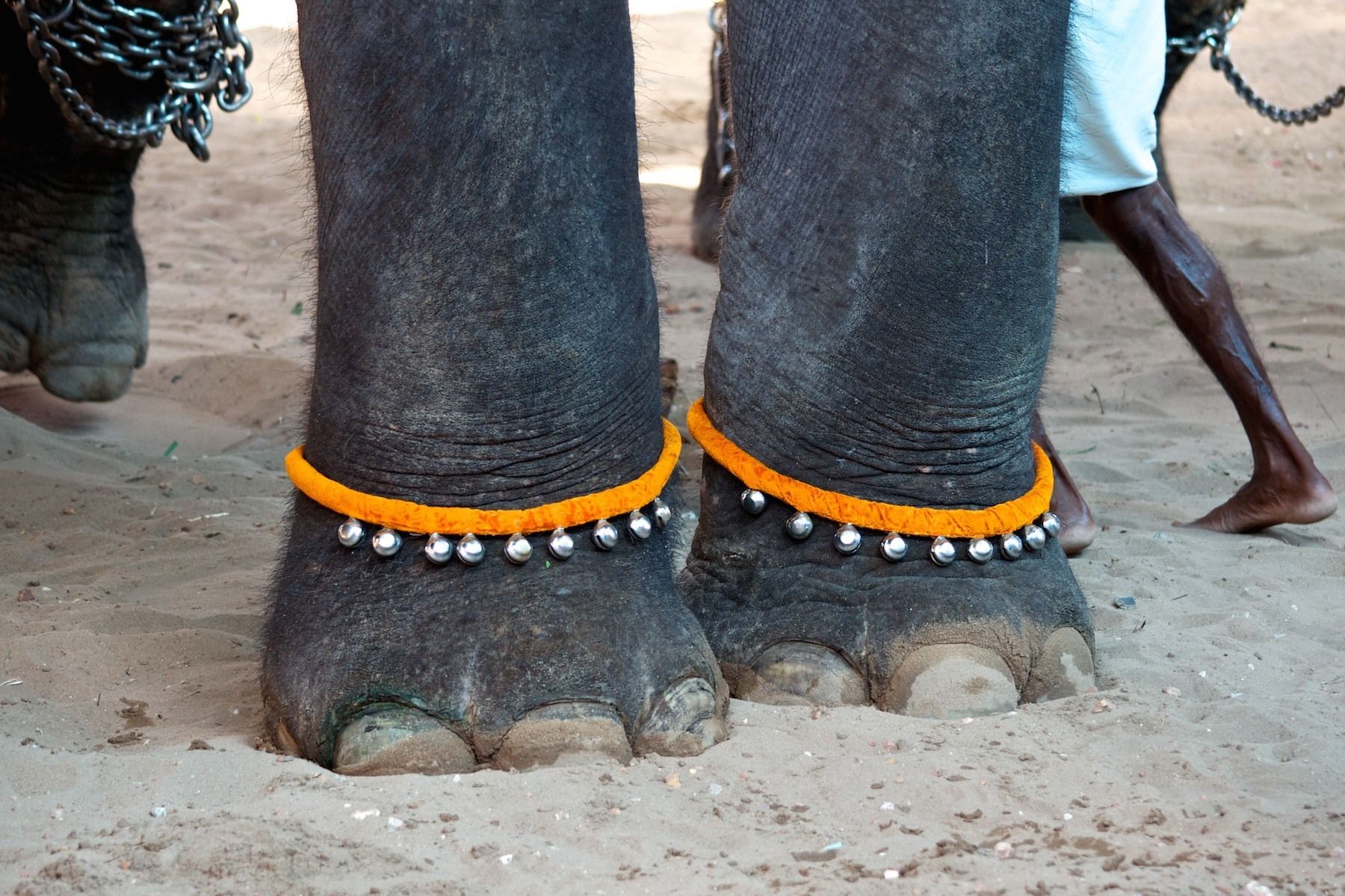 elephants in India