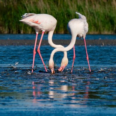 FlamingoesEntwined