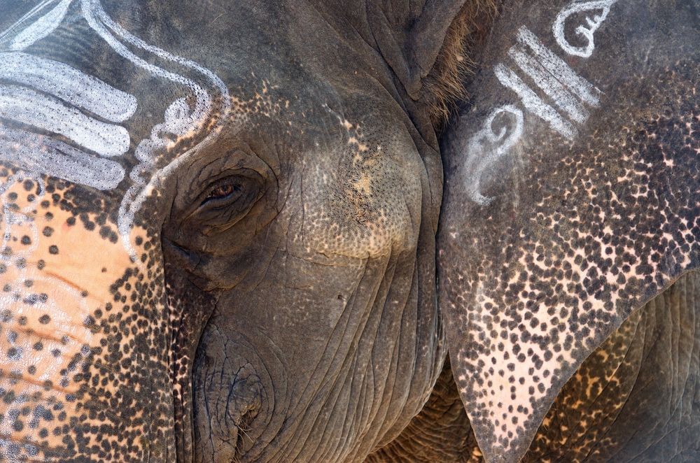 elephant