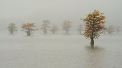 RedTree