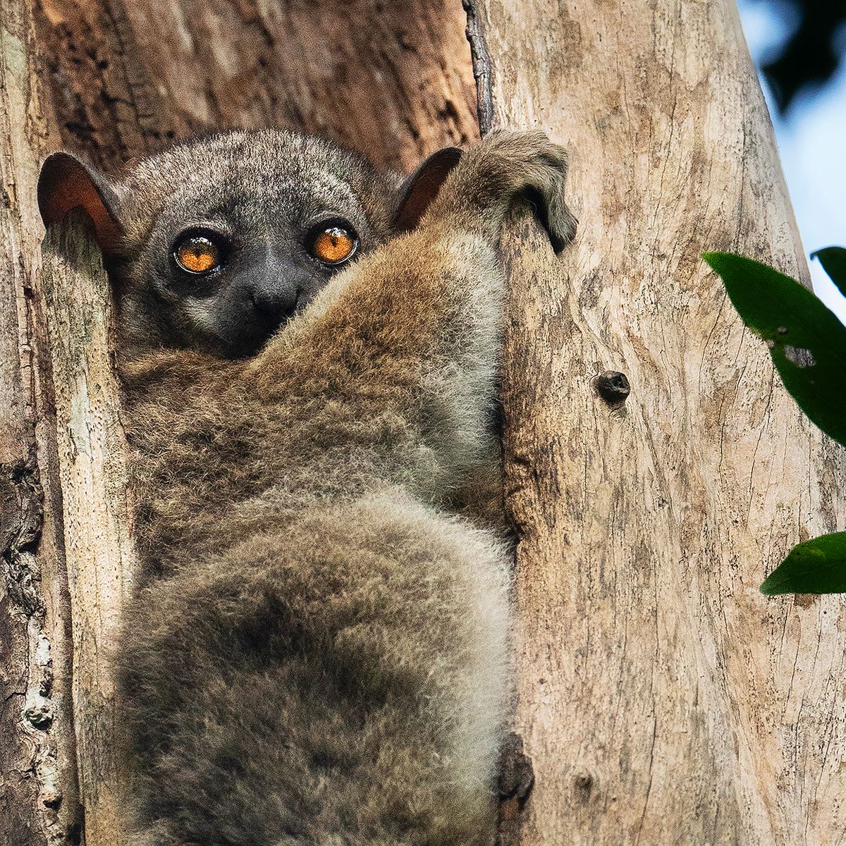 Brown Lemur found in the forests of Madagascar Close Up