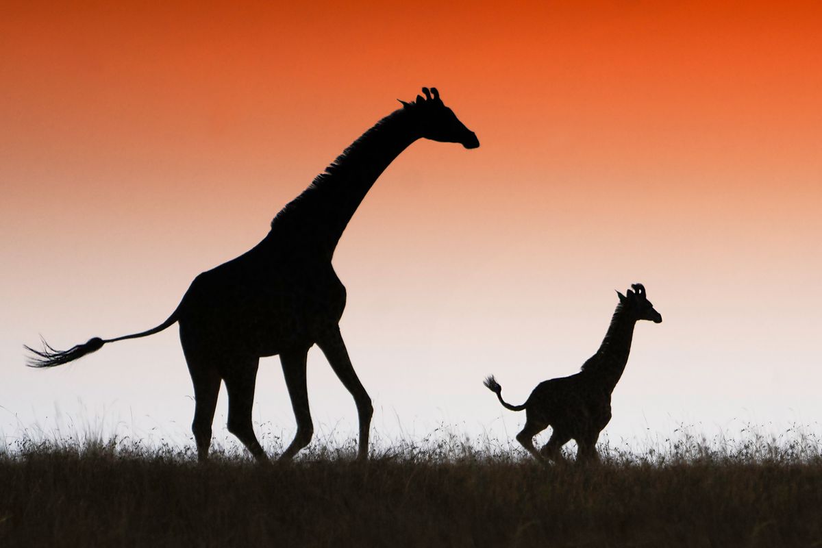 Giraffes in silhouette 