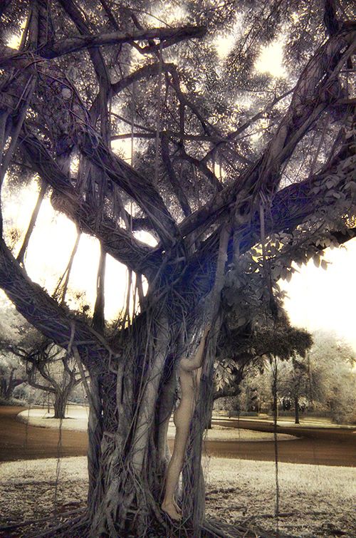 black and white trees