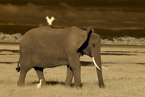 Elephants and Egrets