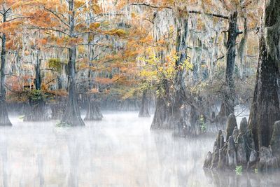 Foggy Fantasy