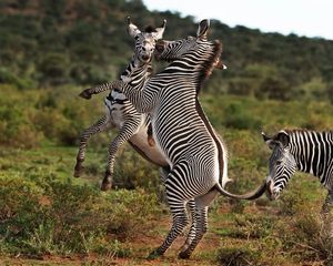 Zebras playing