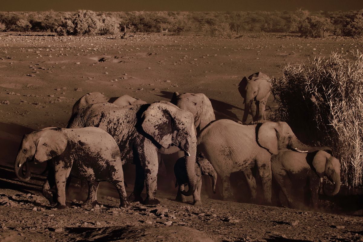 Elephants at the Watering Hole