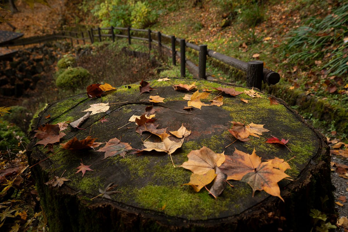 Leafy Stump