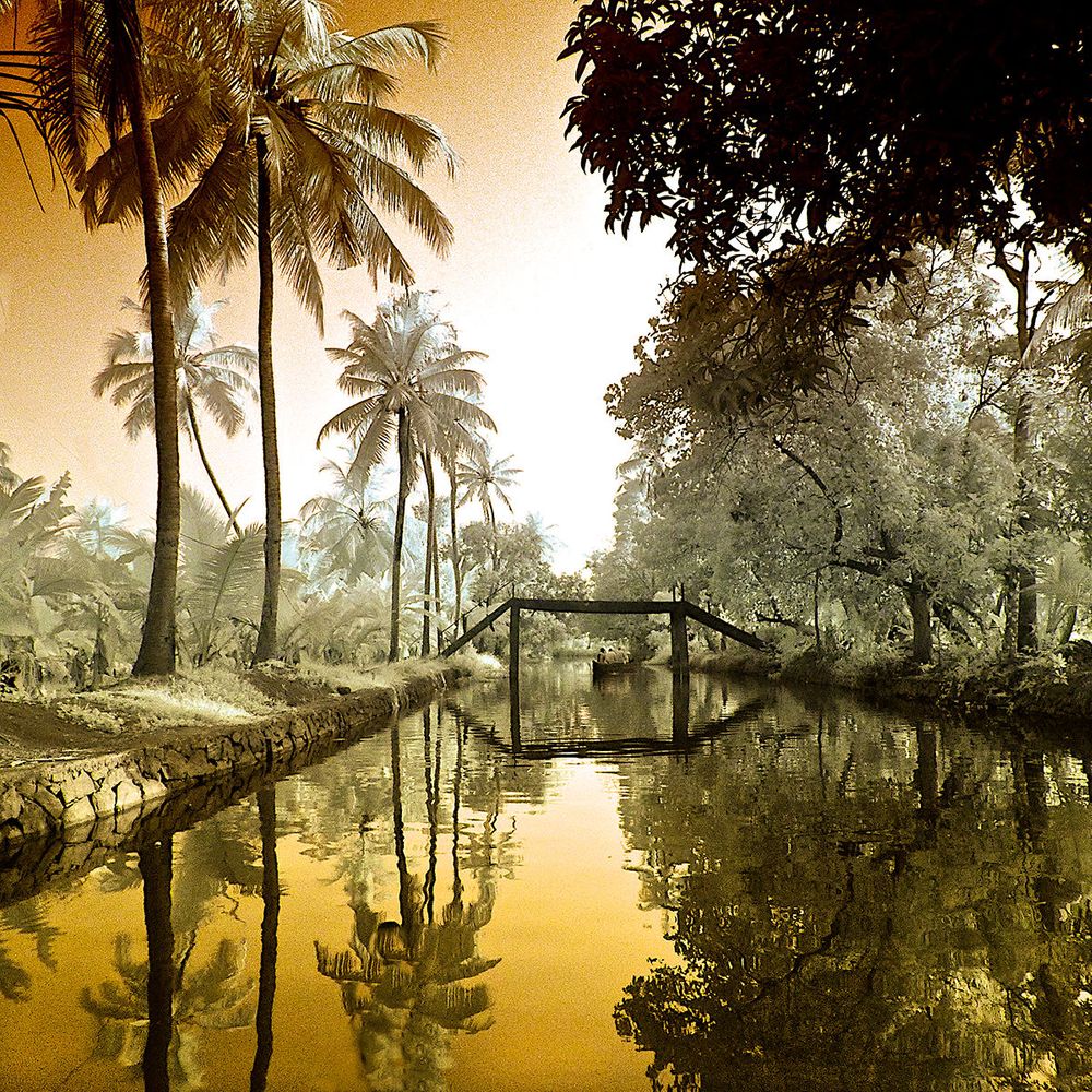 Exotic Plants and Landscapes