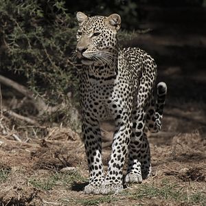 Safari in Kenya 