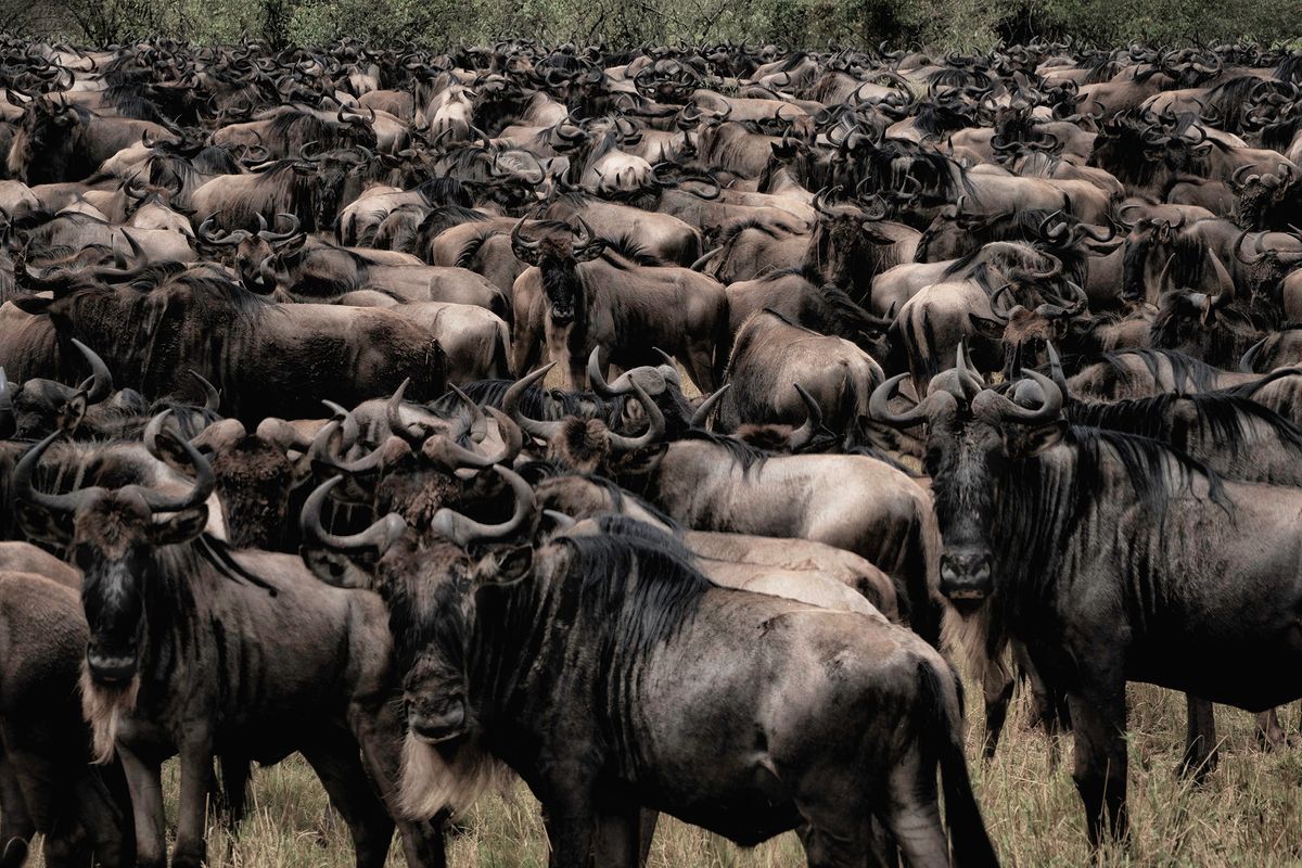 Wildebeests