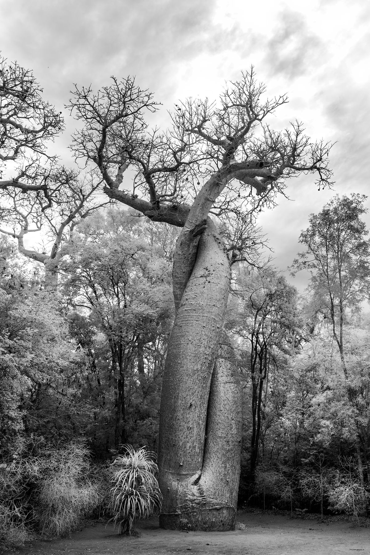 Special "In Love" Baobab Trees In Love