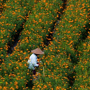 Harvesting Marigolds