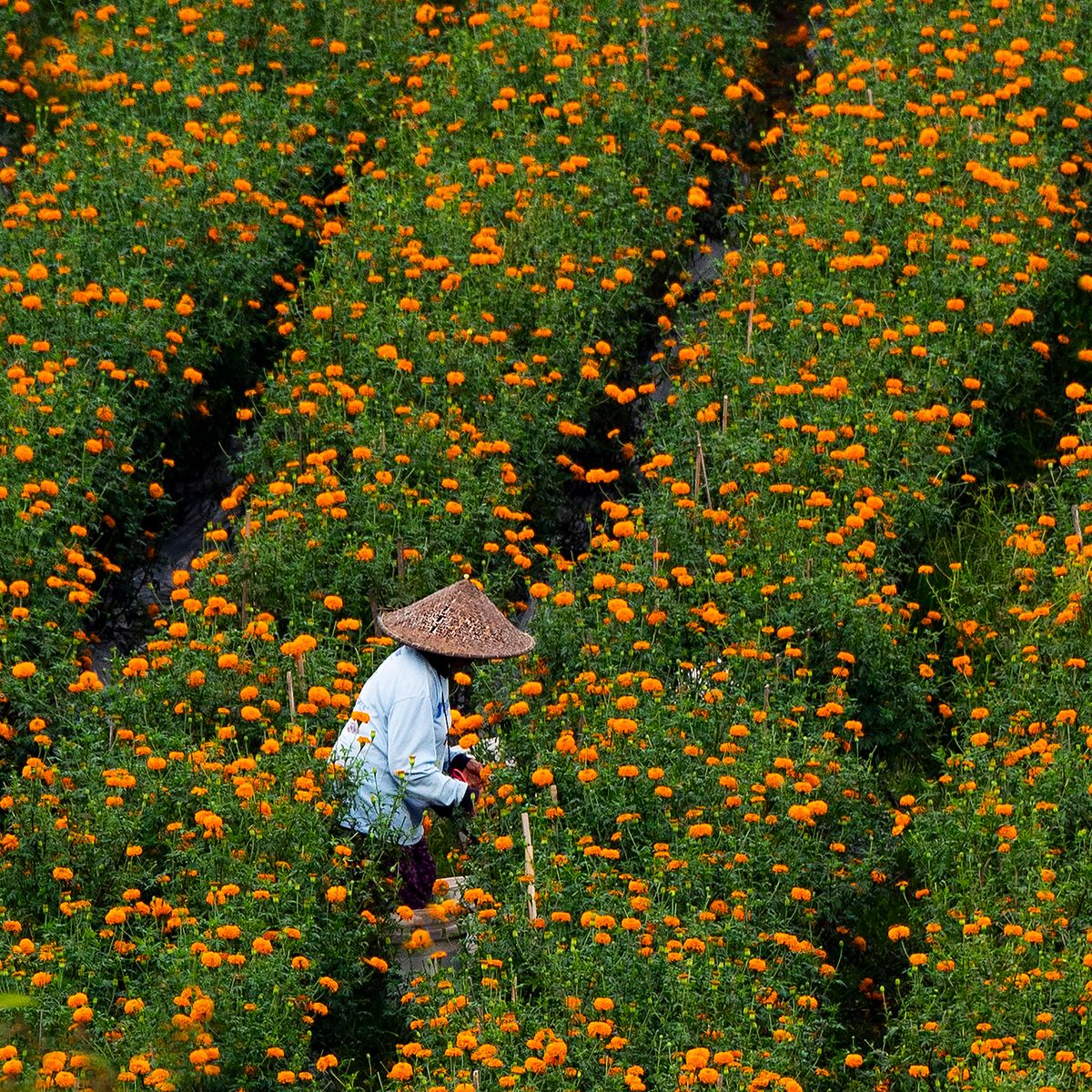 Harvesting Marigolds