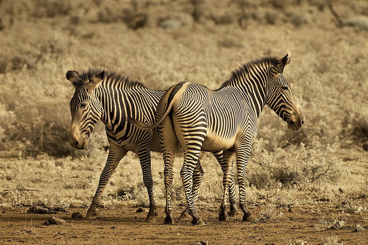 Zebras hanging out