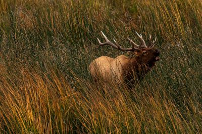 Hidden Elk