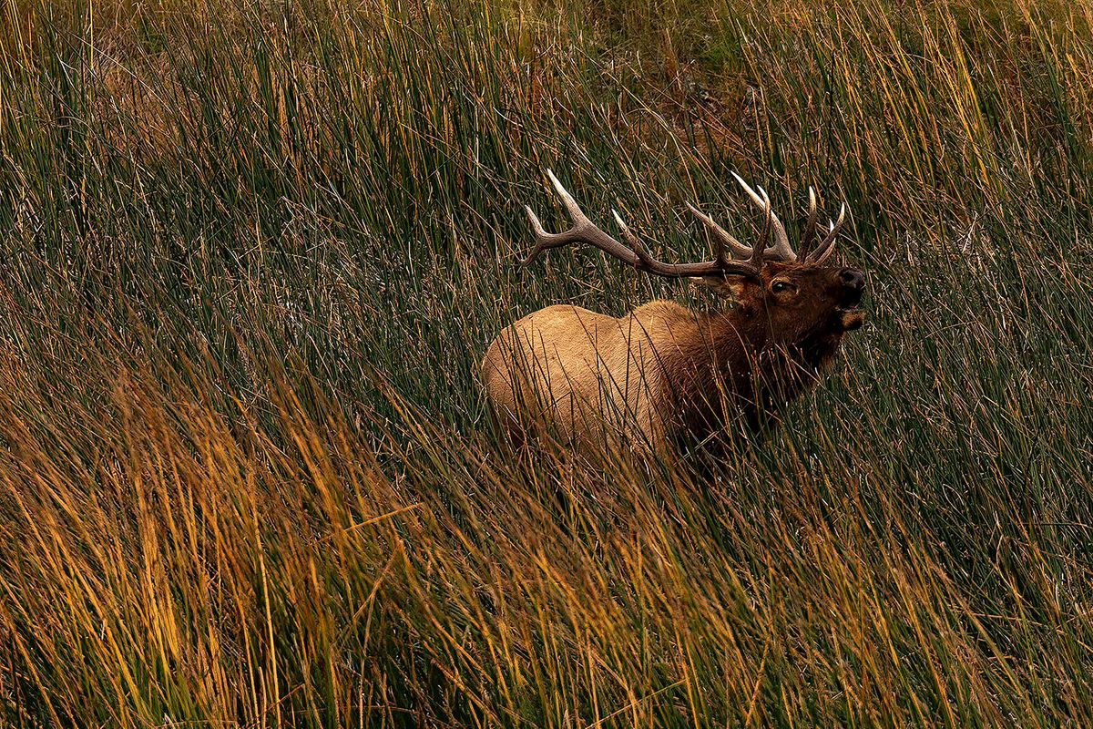 Hidden Elk