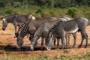 Zebras drinking