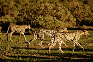 Cheetahs Walking