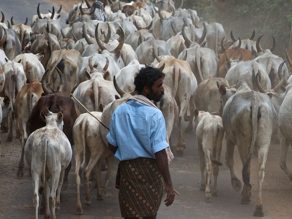 herding cattle