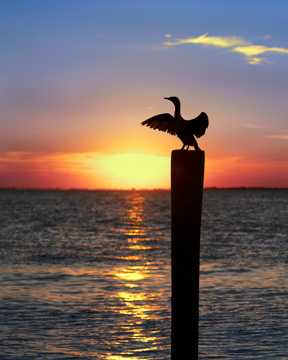 Bird Welcoming the Sunset