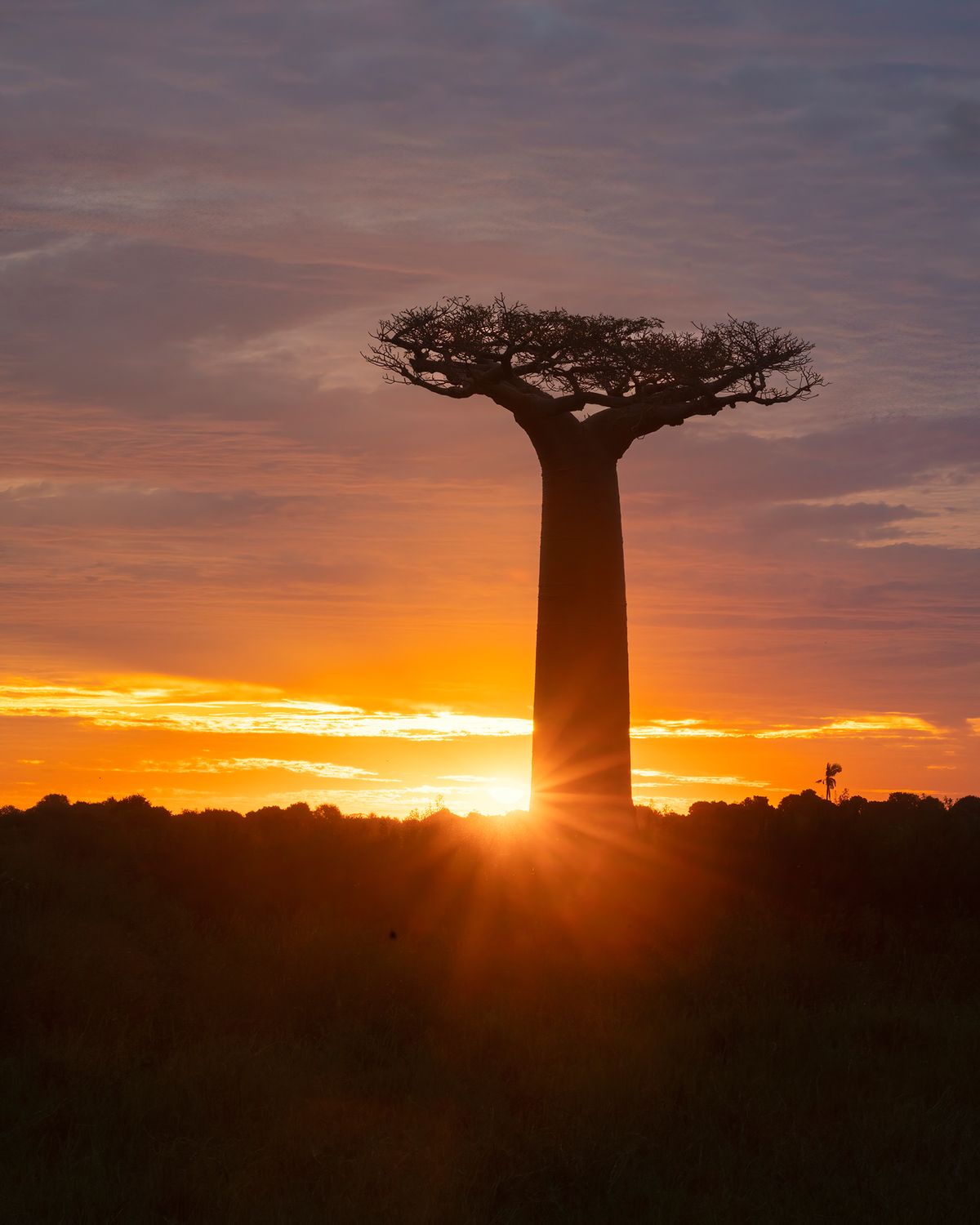 Sunset Madagascar Baobab standing tall