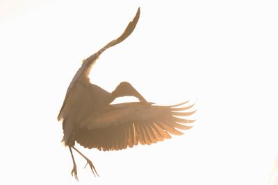 Wing Span
