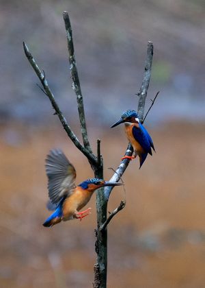 Malagascar Kingfisher
