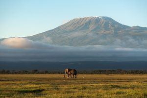One Elephant