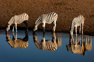 Zebra Mirror.