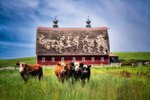 Cowsa!