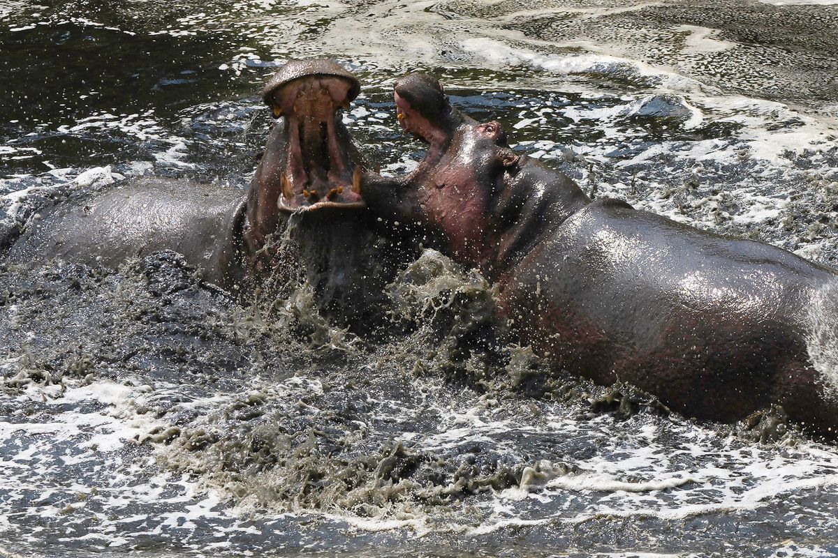 Hippo Wrestling Match